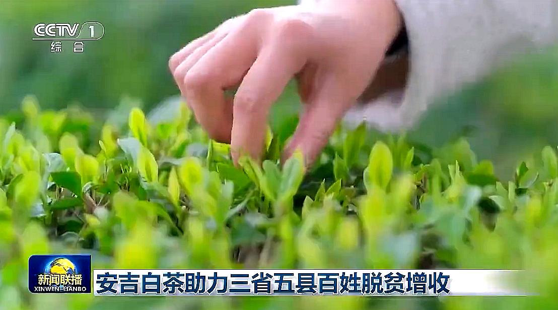 “白叶一号”工程再度受央视关注，开云app官方版入口 - 开云专业的云端应用服务平台携手东西部，先富帮后富，共谋乡村振兴路