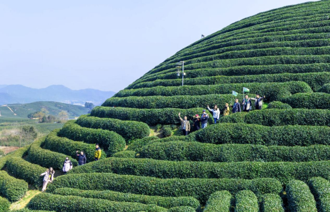 浙茶狮峰2025年茶山行“狮峰揽春”圆满举行